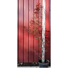 Клен віяловий / пальмолистий / япоський Атропурпуреум | Acer palmatum Atropurpureum | Клен веерный / пальмолистый / япоский Атропурпуреум