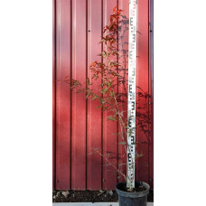 Клен віяловий / пальмолистий / япоський Атропурпуреум | Acer palmatum Atropurpureum | Клен веерный / пальмолистый / япоский Атропурпуреум