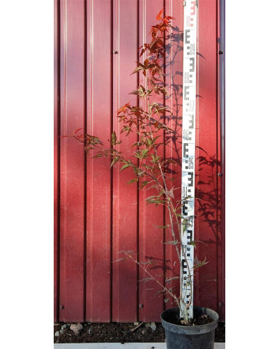 Клен віяловий / пальмолистий / япоський Атропурпуреум | Acer palmatum Atropurpureum | Клен веерный / пальмолистый / япоский Атропурпуреум