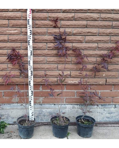 Клен віяловий / пальмолистий / япоський Атропурпуреум | Acer palmatum Atropurpureum | Клен веерный / пальмолистый / япоский Атропурпуреум