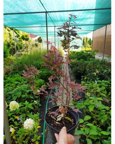 Клен віяловий / пальмолистий / япоський Атропурпуреум | Acer palmatum Atropurpureum | Клен веерный / пальмолистый / япоский Атропурпуреум