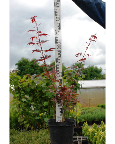 Клен віяловий / пальмолистий / япоський Атропурпуреум | Acer palmatum Atropurpureum | Клен веерный / пальмолистый / япоский Атропурпуреум