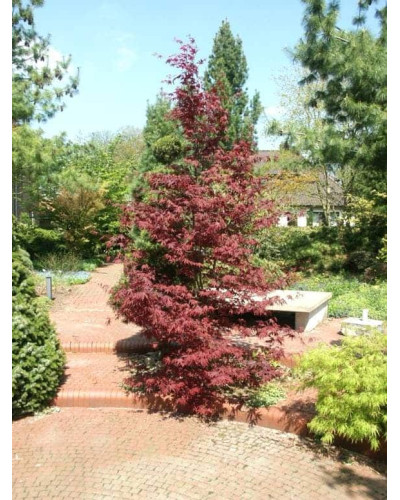 Клен віяловий / пальмолистий / япоський Атропурпуреум | Acer palmatum Atropurpureum | Клен веерный / пальмолистый / япоский Атропурпуреум