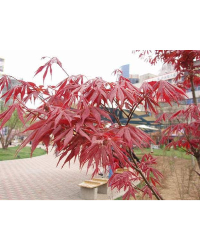 Клен віяловий / пальмолистий / япоський Атропурпуреум | Acer palmatum Atropurpureum | Клен веерный / пальмолистый / япоский Атропурпуреум