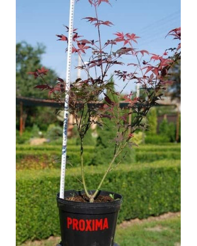 Клен віяловий / пальмолистий / япоський Атропурпуреум | Acer palmatum Atropurpureum | Клен веерный / пальмолистый / япоский Атропурпуреум