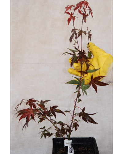Клен віяловий / пальмолистий / япоський Атропурпуреум | Acer palmatum Atropurpureum | Клен веерный / пальмолистый / япоский Атропурпуреум