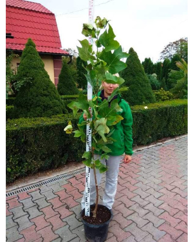 Тюльпанове дерево | Ліріодендрон | Тюльпановое дерево | Лириодендрон | Liriodendron tulipifera
