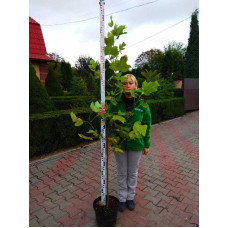 Тюльпанове дерево | Ліріодендрон | Тюльпановое дерево | Лириодендрон | Liriodendron tulipifera