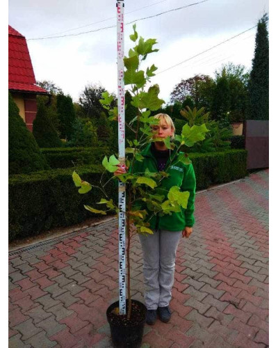 Тюльпанове дерево | Ліріодендрон | Тюльпановое дерево | Лириодендрон | Liriodendron tulipifera