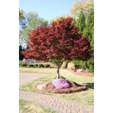 Клен віяловий / пальмолистий / япоський Бладгуд | Acer palmatum Bloodgood | Клен веерный / пальмолистый / япоский Бладгуд