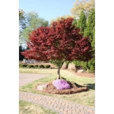 Клен віяловий / пальмолистий / япоський Бладгуд | Acer palmatum Bloodgood | Клен веерный / пальмолистый / япоский Бладгуд