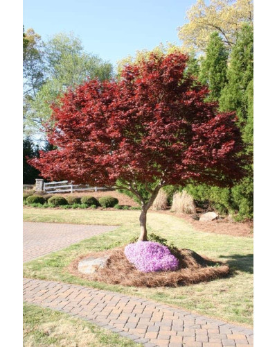 Клен віяловий / пальмолистий / япоський Бладгуд | Acer palmatum Bloodgood | Клен веерный / пальмолистый / япоский Бладгуд