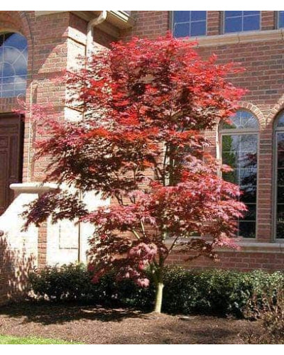 Клен віяловий / пальмолистий / япоський Бладгуд | Acer palmatum Bloodgood | Клен веерный / пальмолистый / япоский Бладгуд