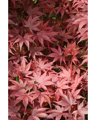 Клен віяловий / пальмолистий / япоський Бладгуд | Acer palmatum Bloodgood | Клен веерный / пальмолистый / япоский Бладгуд