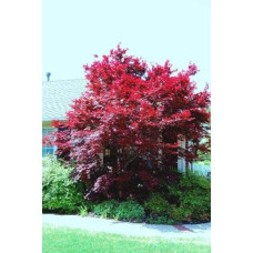 Клен віяловий / пальмолистий / япоський Бладгуд | Acer palmatum Bloodgood | Клен веерный / пальмолистый / япоский Бладгуд