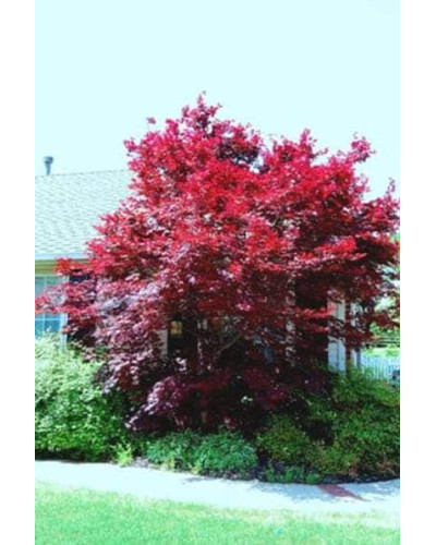 Клен віяловий / пальмолистий / япоський Бладгуд | Acer palmatum Bloodgood | Клен веерный / пальмолистый / япоский Бладгуд
