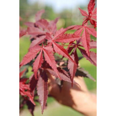 Клен віяловий / пальмолистий / япоський Бладгуд | Acer palmatum Bloodgood | Клен веерный / пальмолистый / япоский Бладгуд
