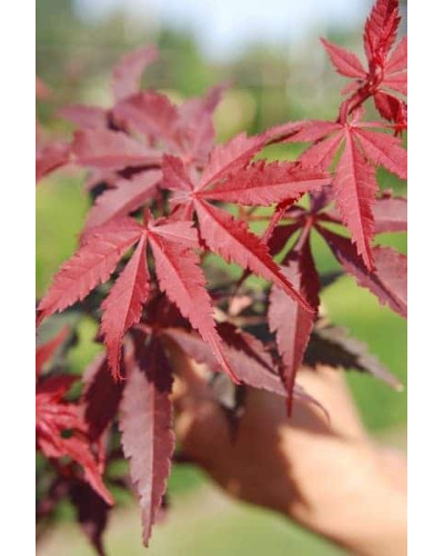 Клен віяловий / пальмолистий / япоський Бладгуд | Acer palmatum Bloodgood | Клен веерный / пальмолистый / япоский Бладгуд