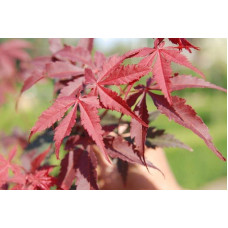 Клен віяловий / пальмолистий / япоський Бладгуд | Acer palmatum Bloodgood | Клен веерный / пальмолистый / япоский Бладгуд