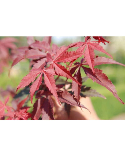 Клен віяловий / пальмолистий / япоський Бладгуд | Acer palmatum Bloodgood | Клен веерный / пальмолистый / япоский Бладгуд
