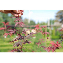 Клен віяловий / пальмолистий / япоський Бладгуд | Acer palmatum Bloodgood | Клен веерный / пальмолистый / япоский Бладгуд