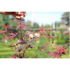 Клен віяловий / пальмолистий / япоський Бладгуд | Acer palmatum Bloodgood | Клен веерный / пальмолистый / япоский Бладгуд