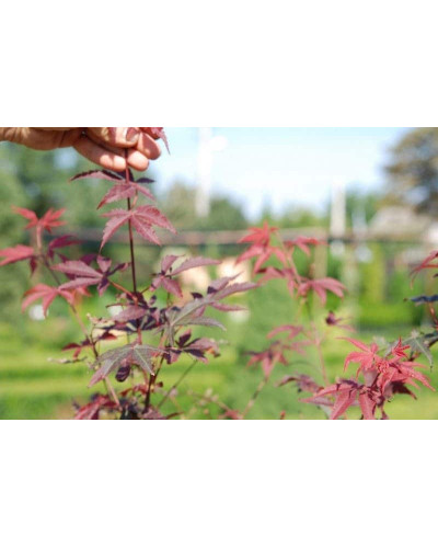 Клен віяловий / пальмолистий / япоський Бладгуд | Acer palmatum Bloodgood | Клен веерный / пальмолистый / япоский Бладгуд