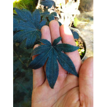 Клен віяловий / пальмолистий / япоський Бладгуд | Acer palmatum Bloodgood | Клен веерный / пальмолистый / япоский Бладгуд