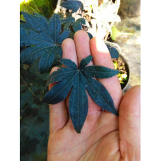 Клен віяловий / пальмолистий / япоський Бладгуд | Acer palmatum Bloodgood | Клен веерный / пальмолистый / япоский Бладгуд