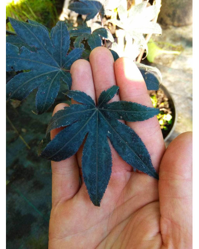 Клен віяловий / пальмолистий / япоський Бладгуд | Acer palmatum Bloodgood | Клен веерный / пальмолистый / япоский Бладгуд