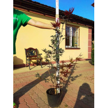Клен віяловий / пальмолистий / япоський Бладгуд | Acer palmatum Bloodgood | Клен веерный / пальмолистый / япоский Бладгуд