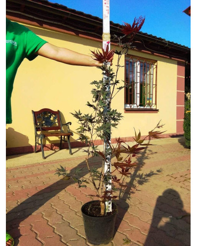 Клен віяловий / пальмолистий / япоський Бладгуд | Acer palmatum Bloodgood | Клен веерный / пальмолистый / япоский Бладгуд
