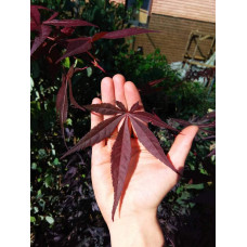Клен віяловий / пальмолистий / япоський Бладгуд | Acer palmatum Bloodgood | Клен веерный / пальмолистый / япоский Бладгуд