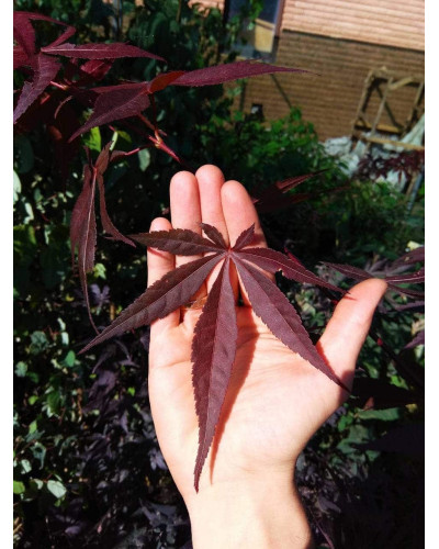 Клен віяловий / пальмолистий / япоський Бладгуд | Acer palmatum Bloodgood | Клен веерный / пальмолистый / япоский Бладгуд