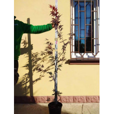 Клен віяловий / пальмолистий / япоський Бладгуд | Acer palmatum Bloodgood | Клен веерный / пальмолистый / япоский Бладгуд