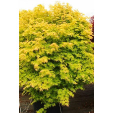 Клен віяловий / пальмолистий / япоський Оранж Дрім | Acer palmatum Orange Dream | Клен веерный / пальмолистный Оранж Дрим