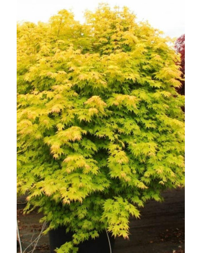 Клен віяловий / пальмолистий / япоський Оранж Дрім | Acer palmatum Orange Dream | Клен веерный / пальмолистный Оранж Дрим