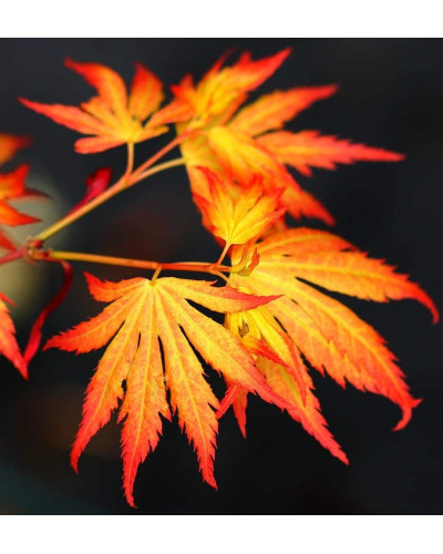 Клен віяловий / пальмолистий / япоський Оранж Дрім | Acer palmatum Orange Dream | Клен веерный / пальмолистный Оранж Дрим