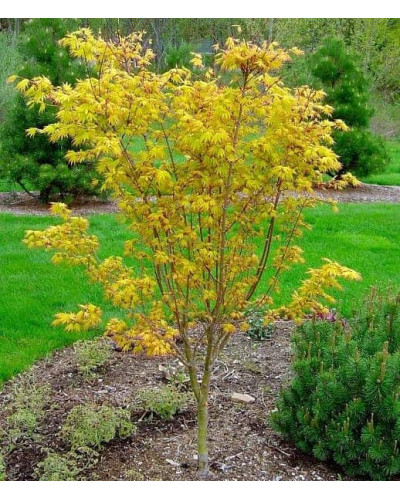 Клен віяловий / пальмолистий / япоський Оранж Дрім | Acer palmatum Orange Dream | Клен веерный / пальмолистный Оранж Дрим