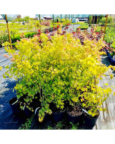 Клен віяловий / пальмолистий / япоський Оранж Дрім | Acer palmatum Orange Dream | Клен веерный / пальмолистный Оранж Дрим