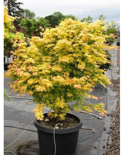 Клен віяловий / пальмолистий / япоський Оранж Дрім | Acer palmatum Orange Dream | Клен веерный / пальмолистный Оранж Дрим