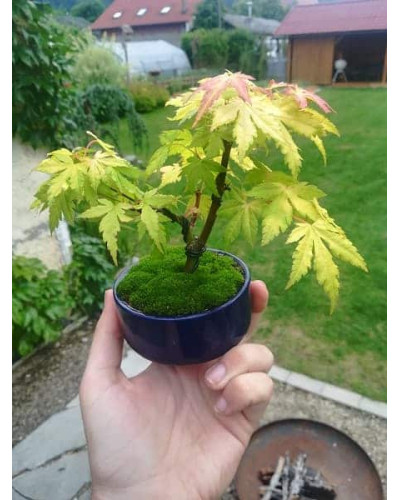 Клен віяловий / пальмолистий / япоський Оранж Дрім | Acer palmatum Orange Dream | Клен веерный / пальмолистный Оранж Дрим