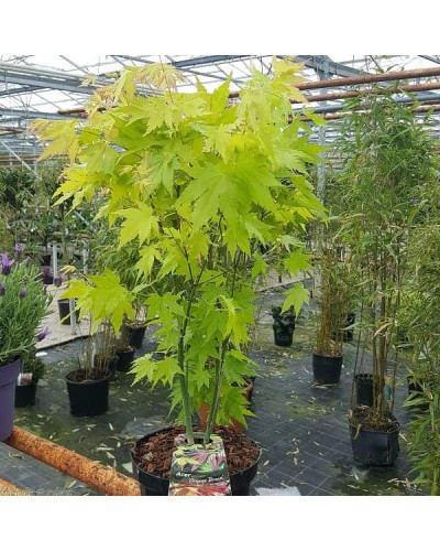 Клен віяловий / пальмолистий / япоський Оранж Дрім | Acer palmatum Orange Dream | Клен веерный / пальмолистный Оранж Дрим