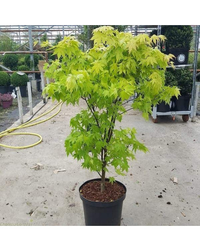 Клен віяловий / пальмолистий / япоський Оранж Дрім | Acer palmatum Orange Dream | Клен веерный / пальмолистный Оранж Дрим
