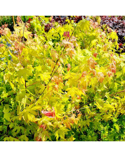 Клен віяловий / пальмолистий / япоський Оранж Дрім | Acer palmatum Orange Dream | Клен веерный / пальмолистный Оранж Дрим