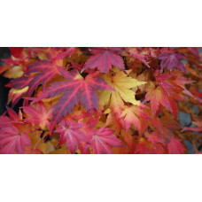Клен віяловий / пальмолистий / япоський Оранж Дрім | Acer palmatum Orange Dream | Клен веерный / пальмолистный Оранж Дрим