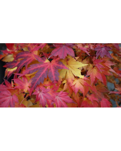 Клен віяловий / пальмолистий / япоський Оранж Дрім | Acer palmatum Orange Dream | Клен веерный / пальмолистный Оранж Дрим