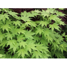Клен віяловий / пальмолистий / япоський Оранж Дрім | Acer palmatum Orange Dream | Клен веерный / пальмолистный Оранж Дрим