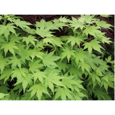 Клен віяловий / пальмолистий / япоський Оранж Дрім | Acer palmatum Orange Dream | Клен веерный / пальмолистный Оранж Дрим