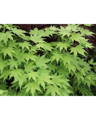Клен віяловий / пальмолистий / япоський Оранж Дрім | Acer palmatum Orange Dream | Клен веерный / пальмолистный Оранж Дрим